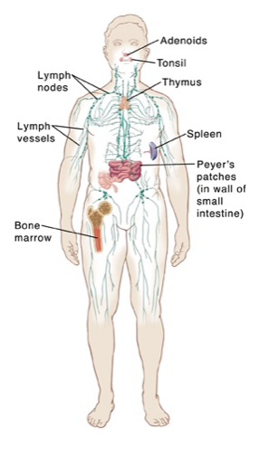 Columnist | Your Immune System